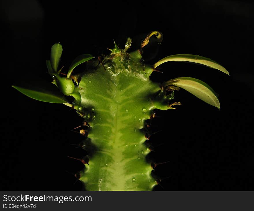 Green cactus on black saturated background