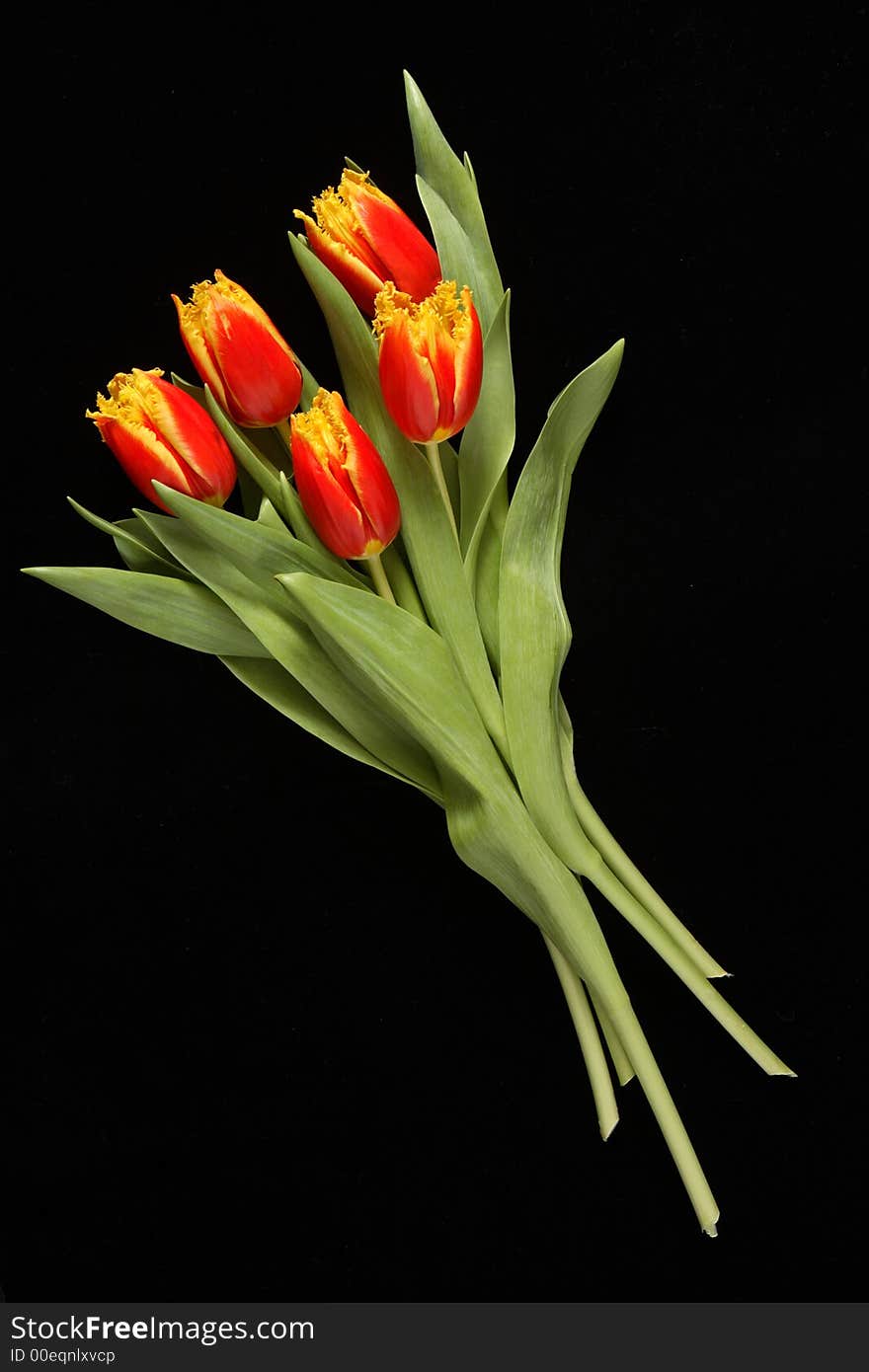 Red tulips on a black background