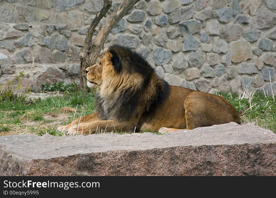 The tired lion examines the his territiry