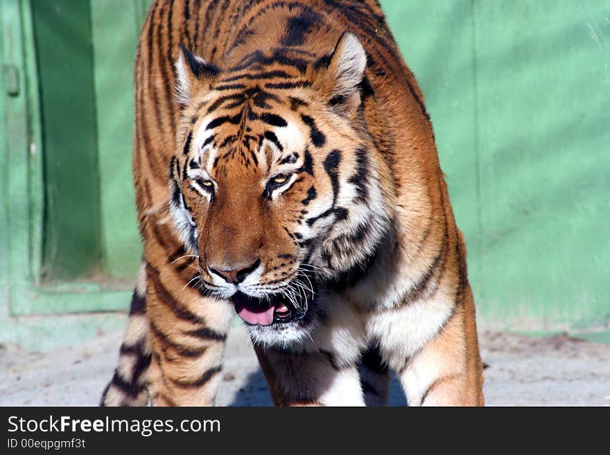 Tiger close up in Zagreb zoo, Croatia