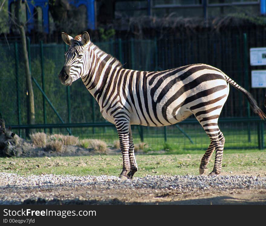 Zebra