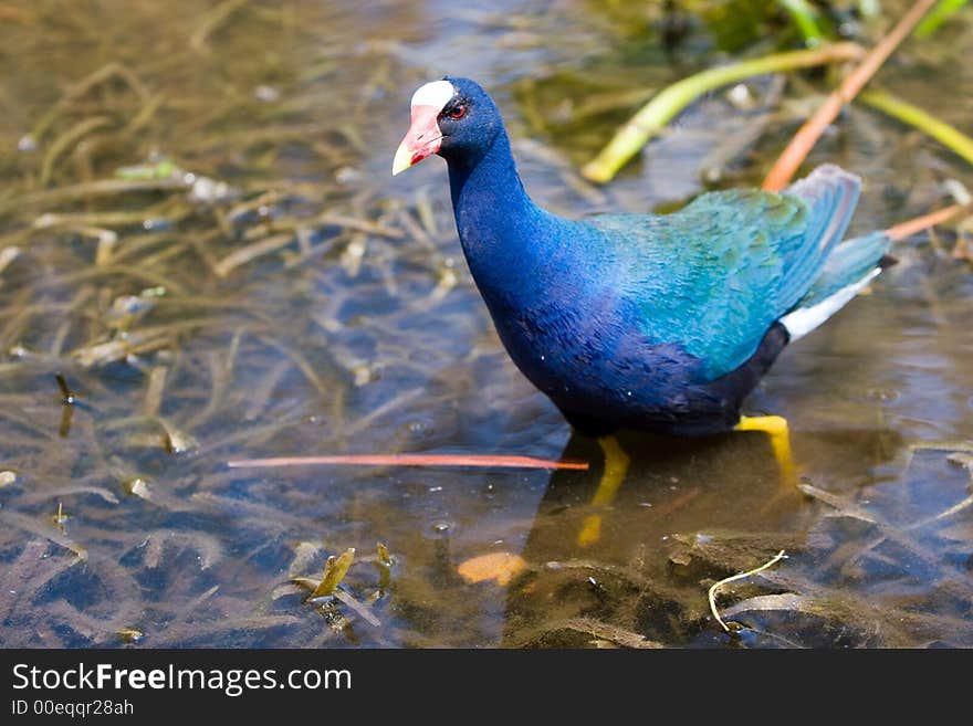 Purple Gallinule (porphyrula martinica) wading through shallow water in the Florida Everglades