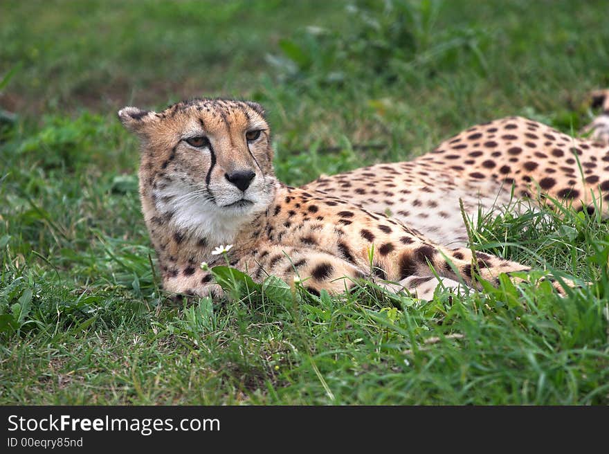 Cheetah in translation  cat - dog . Cheetahs in a Moscow zoo, has a rest on a grass and looks at the visitors of a zoo.