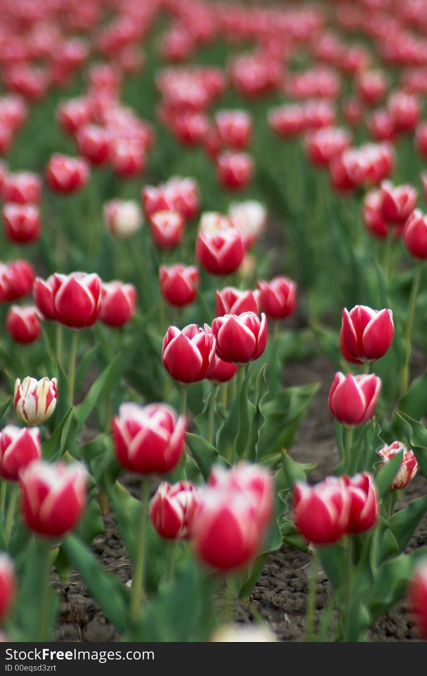 An image with red tulips field. An image with red tulips field