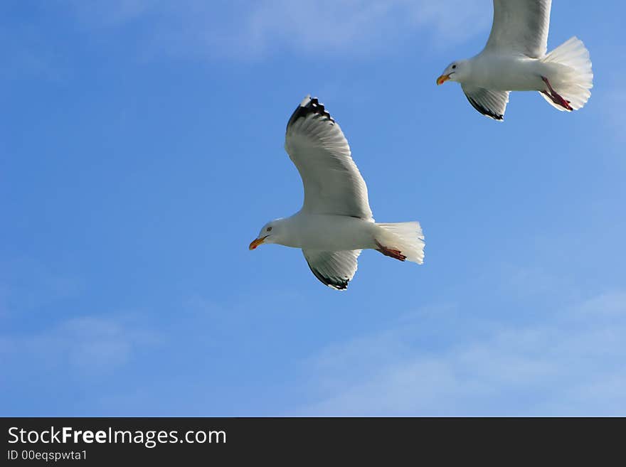 Two seagulls on a background of the sky. Two seagulls on a background of the sky