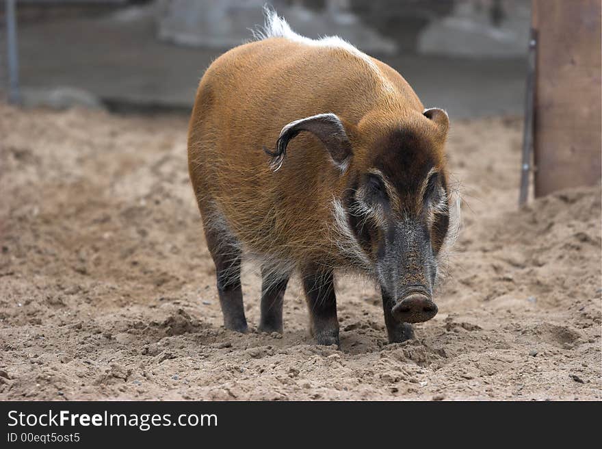 Bush pig (Red river hog Potamochoerus porcus). Lives in Africa in woods on coast of the rivers, on plains and mountains. At the night are active, in the afternoon have a rest. Moscow zoo.