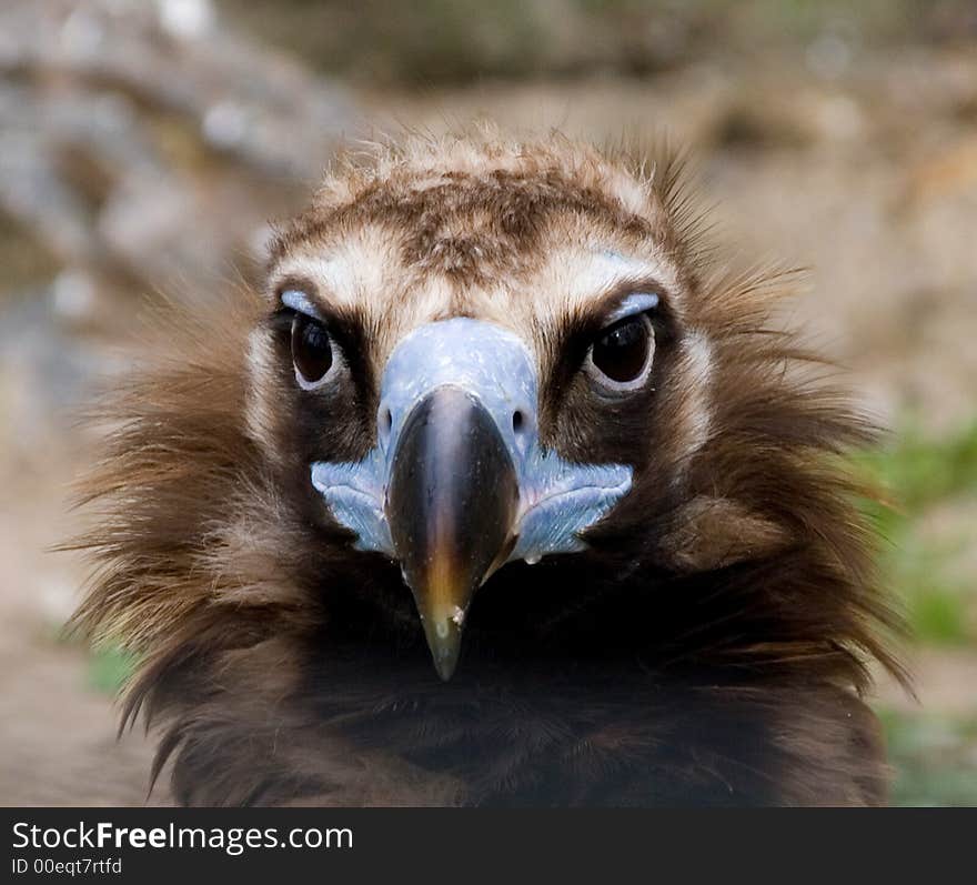 Vulture