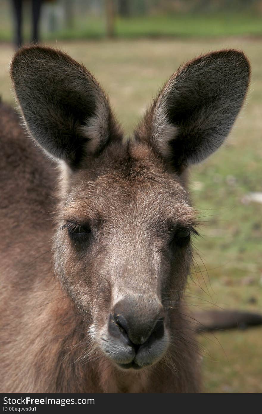 Alert kangaroo