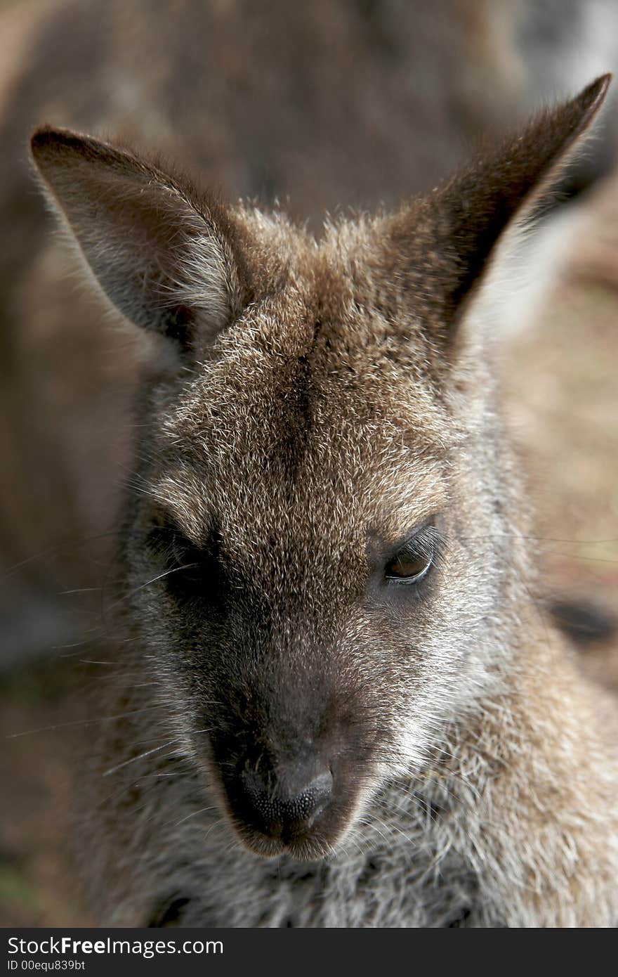 Close up of an alert Australian wallaby. Close up of an alert Australian wallaby