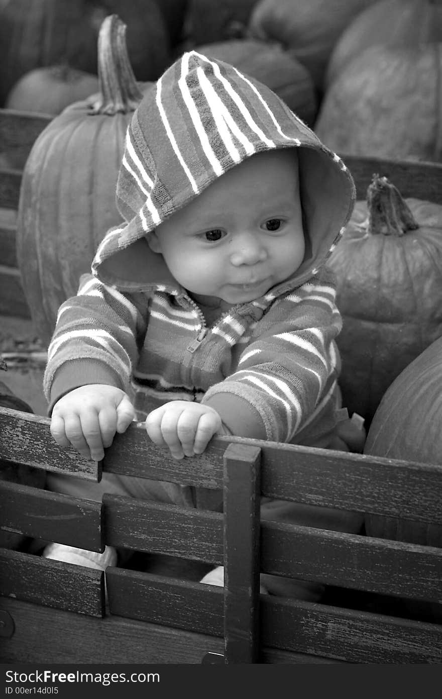 Black and white image of a cute baby sitting in a wagon surrounded by pumpkins. Black and white image of a cute baby sitting in a wagon surrounded by pumpkins