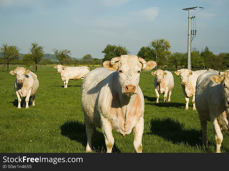 Cows