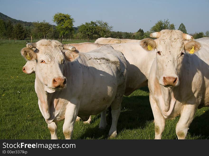 Cows