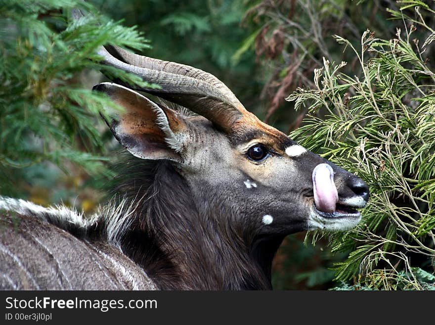 Bushbuck Eating