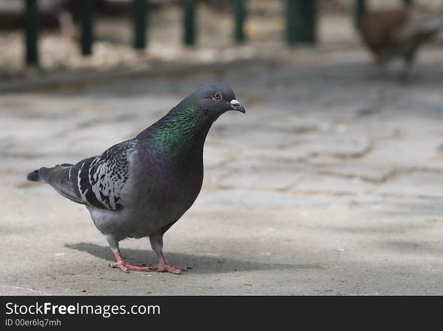 Pigeon close-up