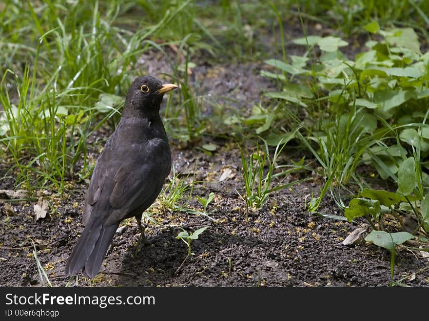 Starling close-up