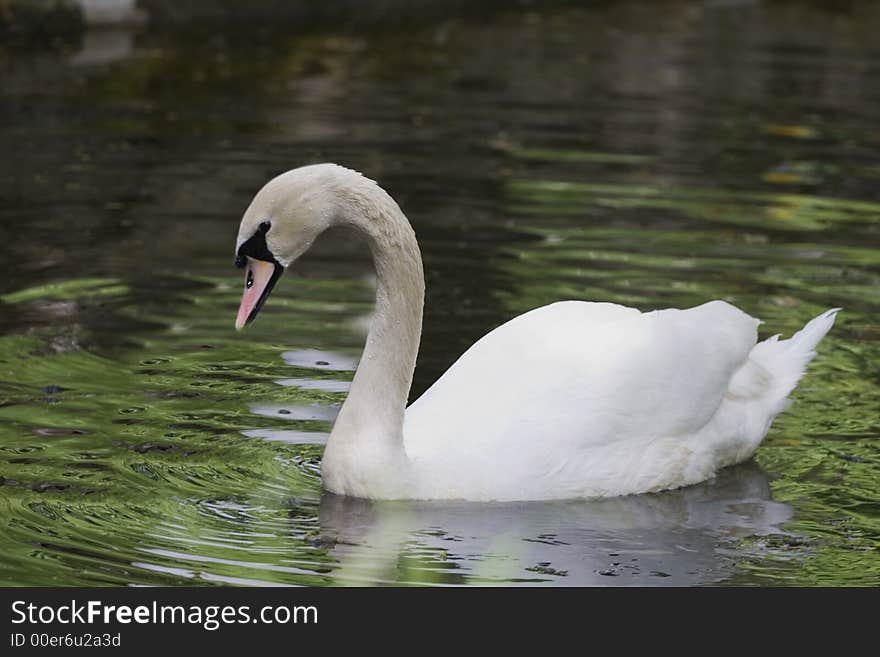 Swan on lake