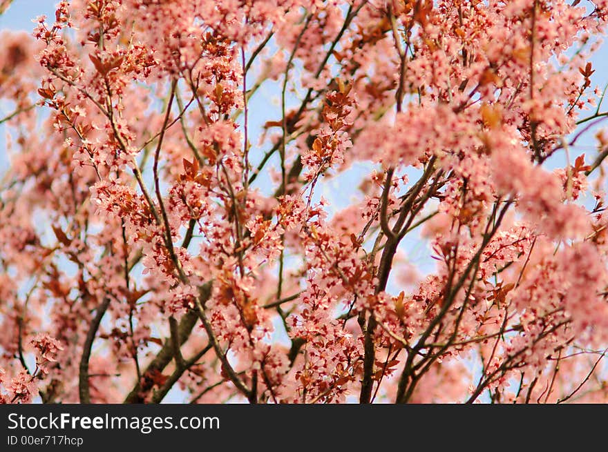 Orange-pink blossom on tree branches in spring, blurry background, horizontal. Orange-pink blossom on tree branches in spring, blurry background, horizontal