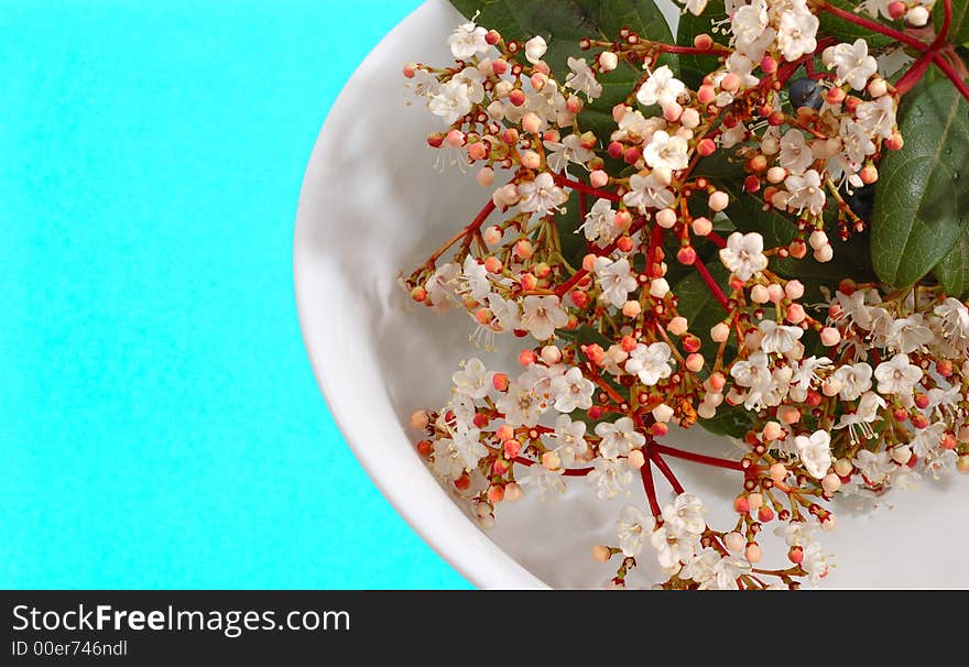 Young small white flowers