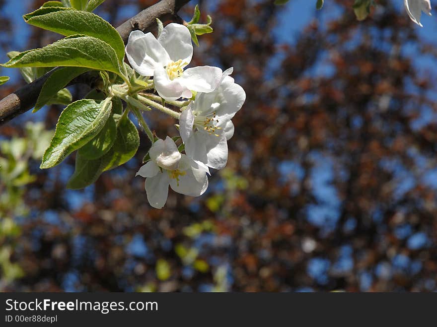 Apple flower