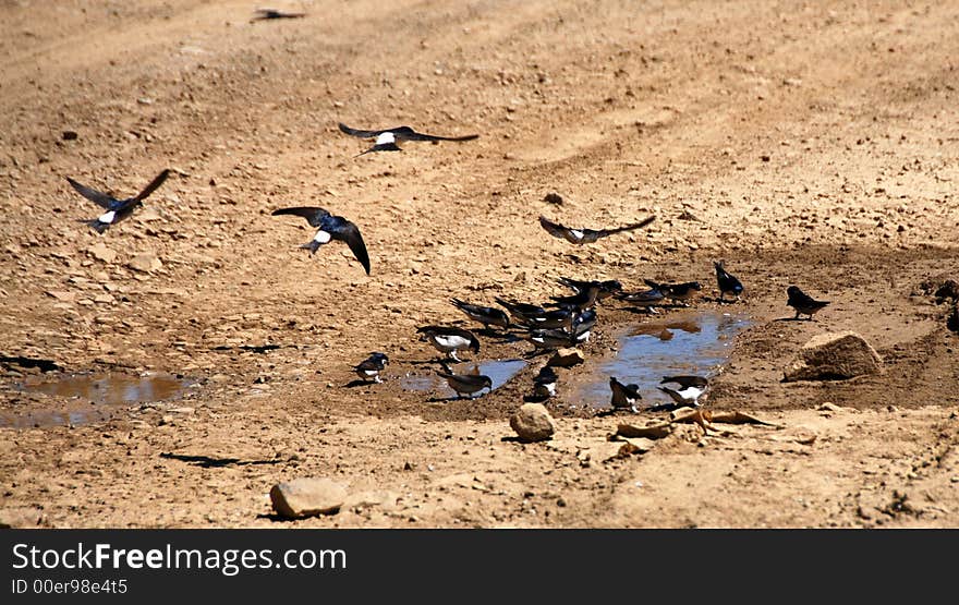 Swallow birds drinking water from little lakes in the ground