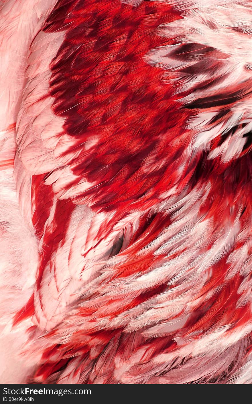 Abstract of the feathers of a cockerel in shades of red, pink and white. Abstract of the feathers of a cockerel in shades of red, pink and white.