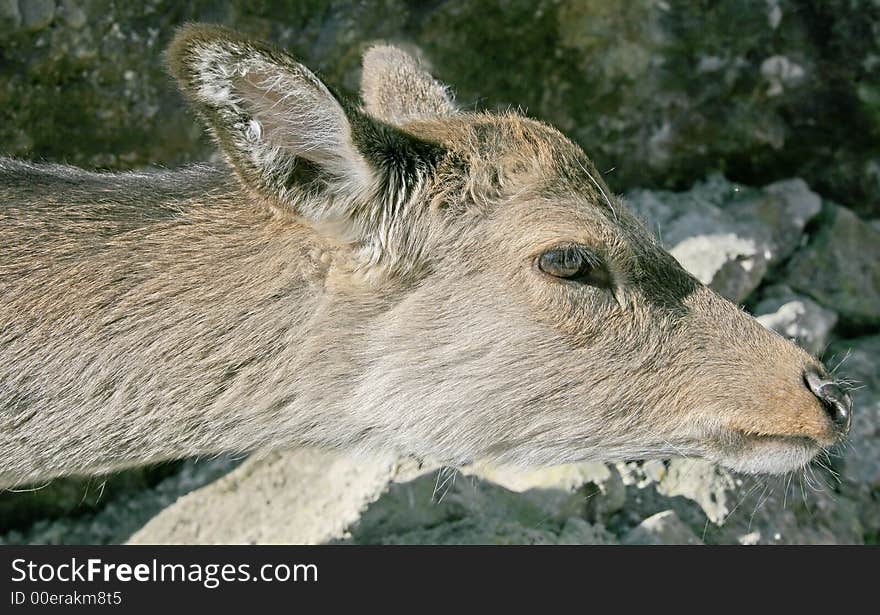 Potrait of Young Female Deer. Potrait of Young Female Deer