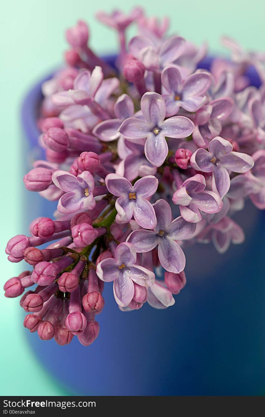 Wet lilac cluster