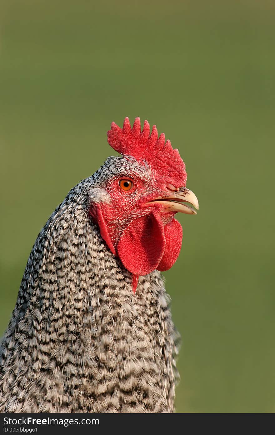 Face and upper body of a Maran special breed cockerel against a green background. Face and upper body of a Maran special breed cockerel against a green background.