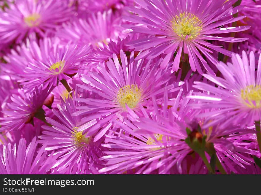 Bunch of pink flowers (Hexenkralle). Bunch of pink flowers (Hexenkralle)