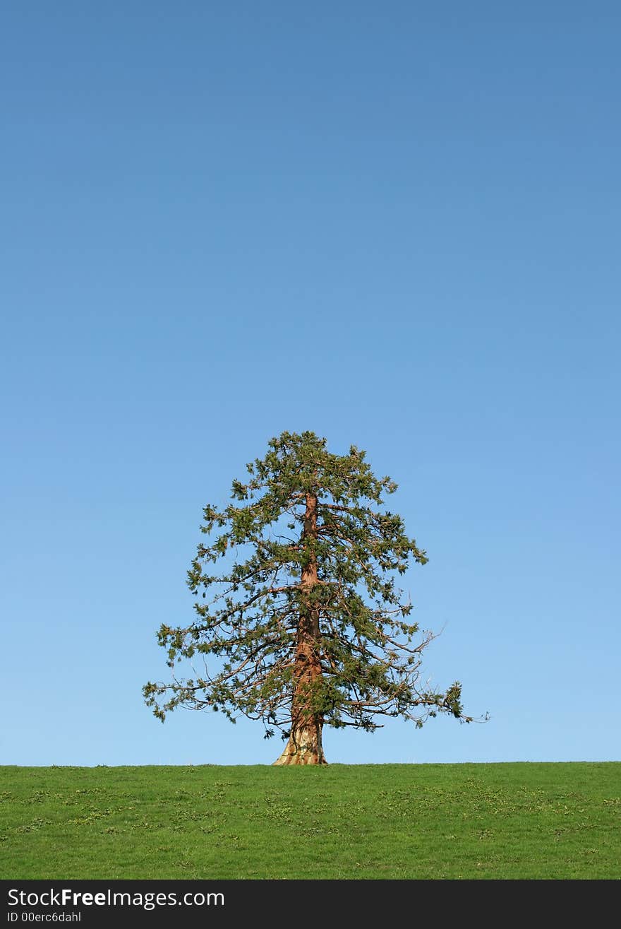 Fir tree in leaf in winter standing alone in a field against a clear blue sky in winter. Fir tree in leaf in winter standing alone in a field against a clear blue sky in winter.