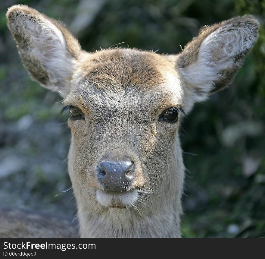 Potrait of Young Female Deer. Potrait of Young Female Deer