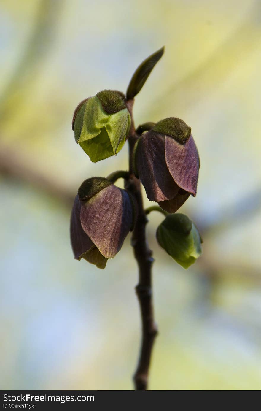 The blooms of the Paw Paw Tree. The blooms of the Paw Paw Tree