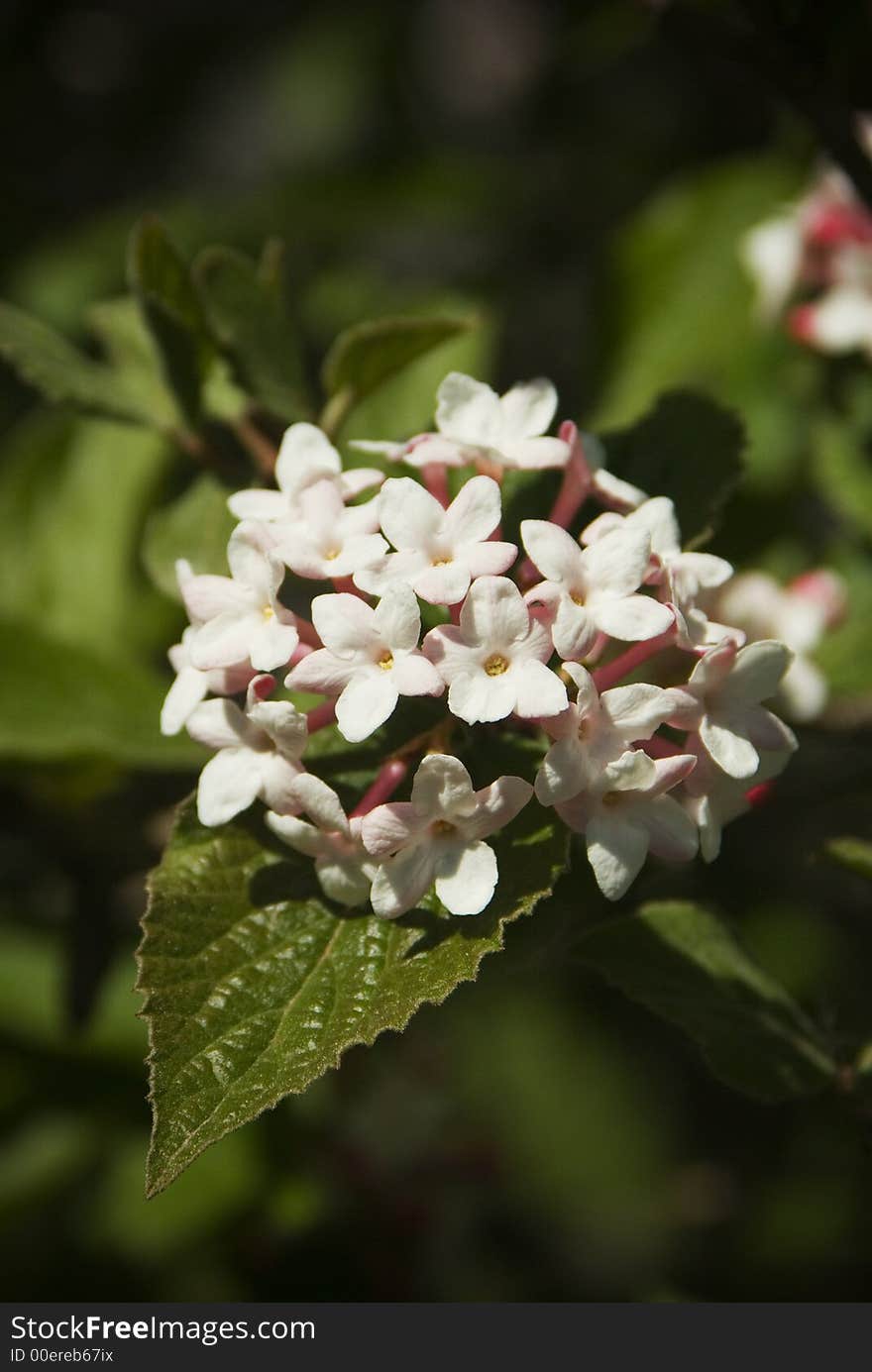 A Korean Spice bush blooms in the early spring sun