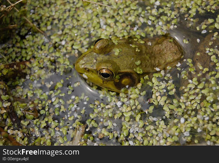 A frog waits for food among the duckweed in a pond. A frog waits for food among the duckweed in a pond