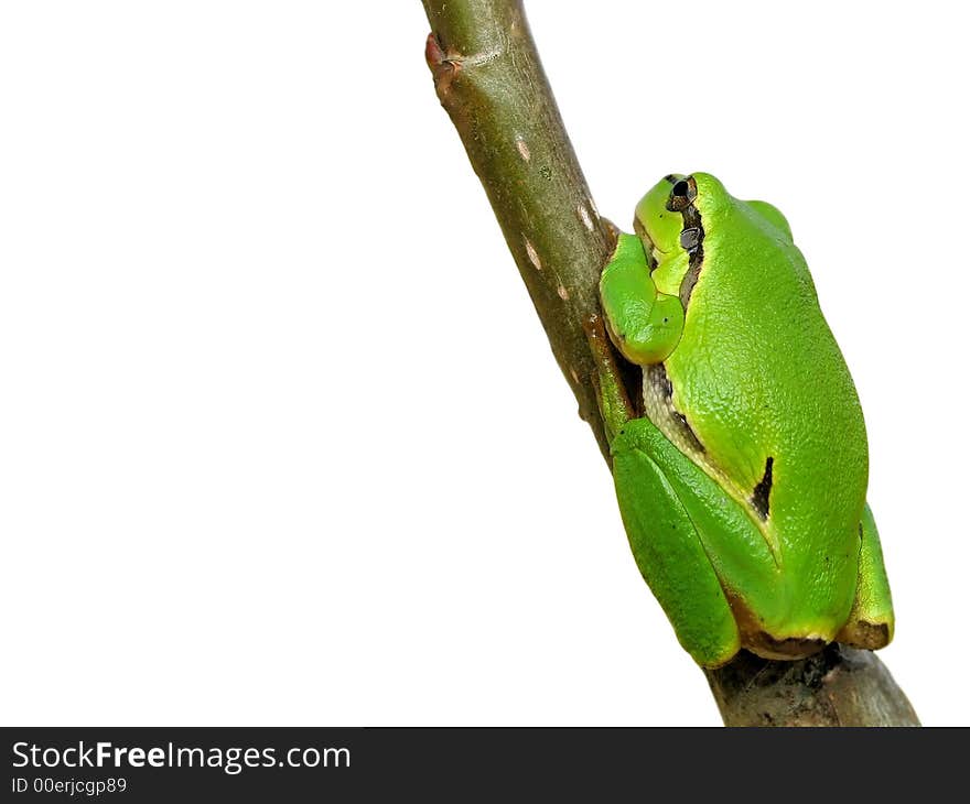 Green frog - tree toad isolated on white