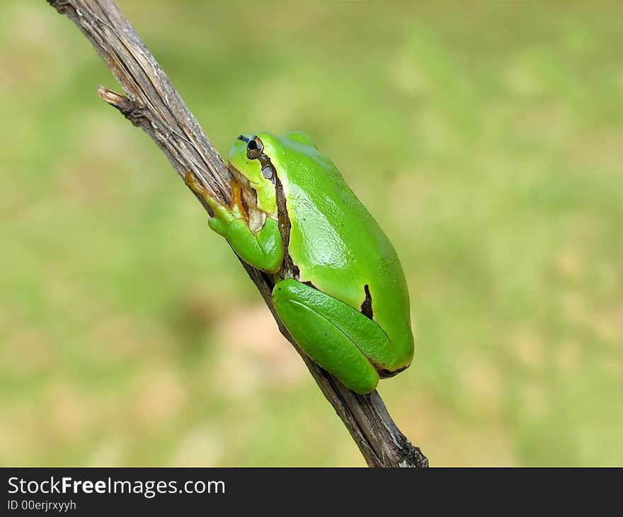 Green frog - tree toad resting on a grass stalk