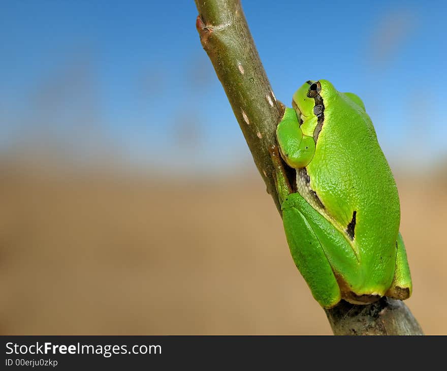 Green frog - tree toad resting on a grass stalk