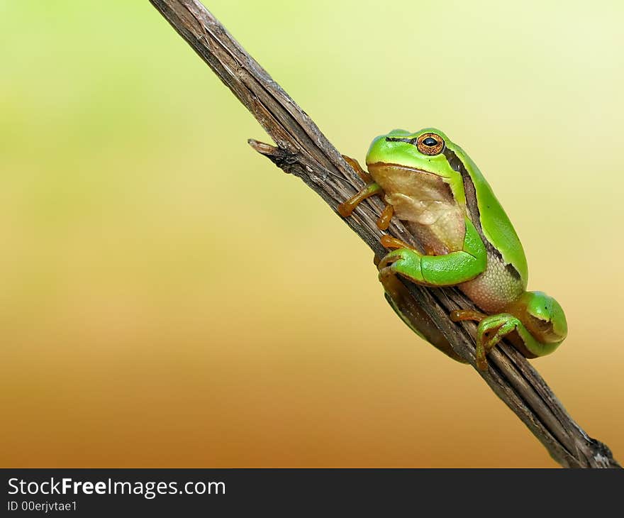 Green frog - tree toad resting on a grass stalk