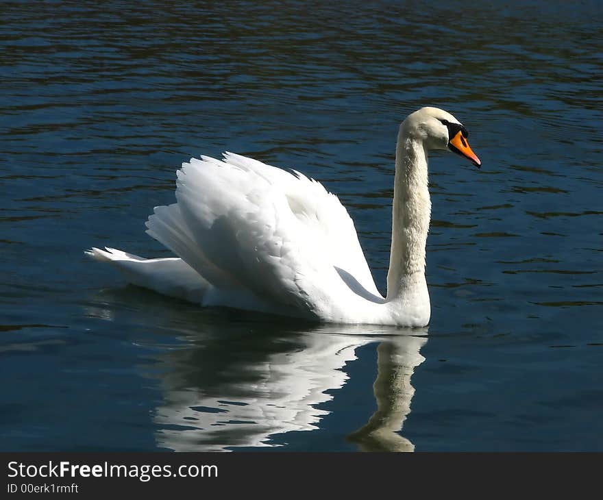 Swan