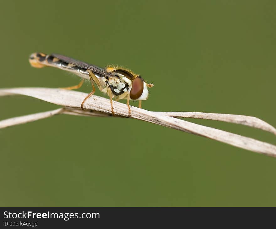 Hoverfly