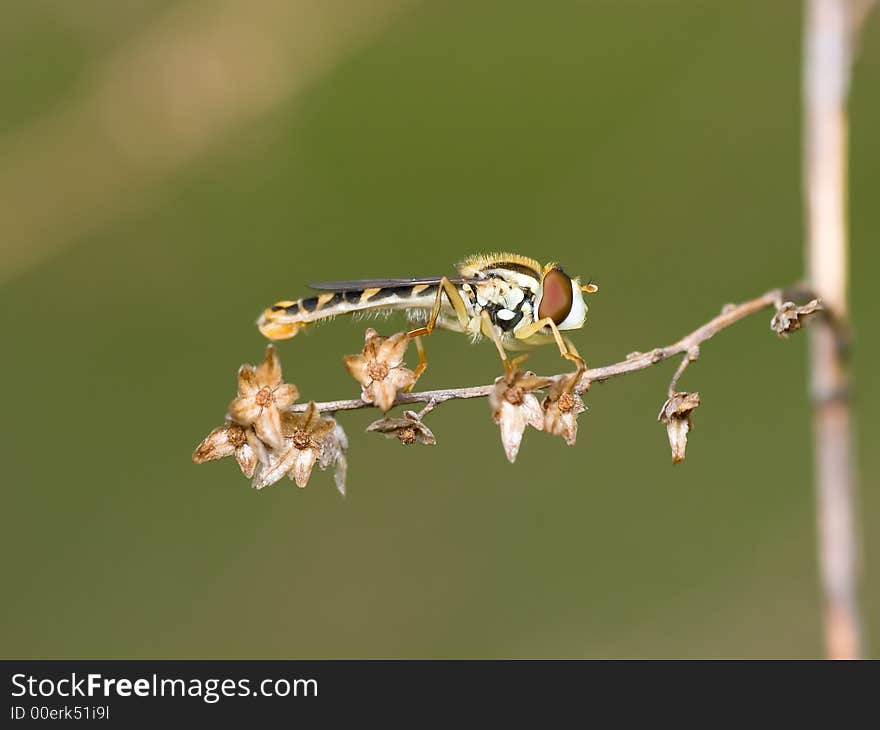 Hoverfly