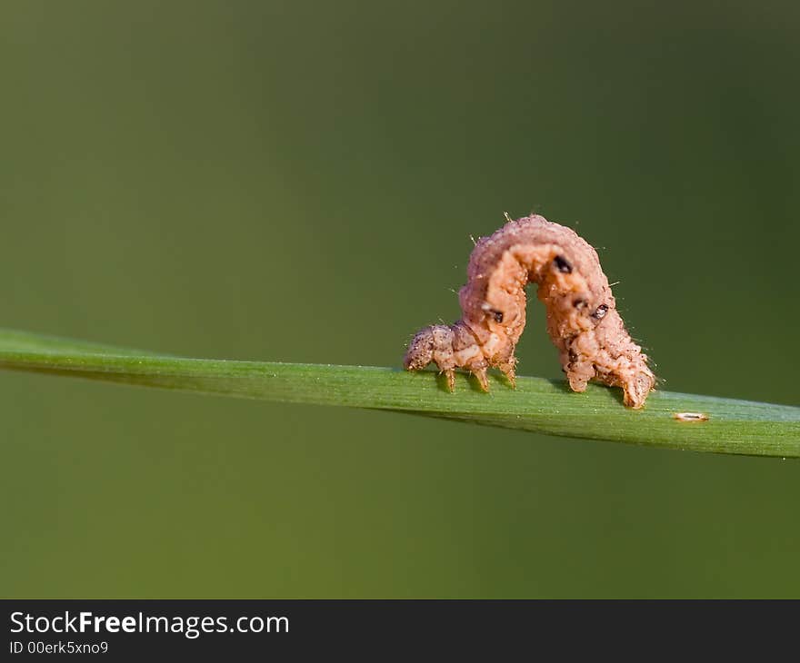 Rolled caterpillar