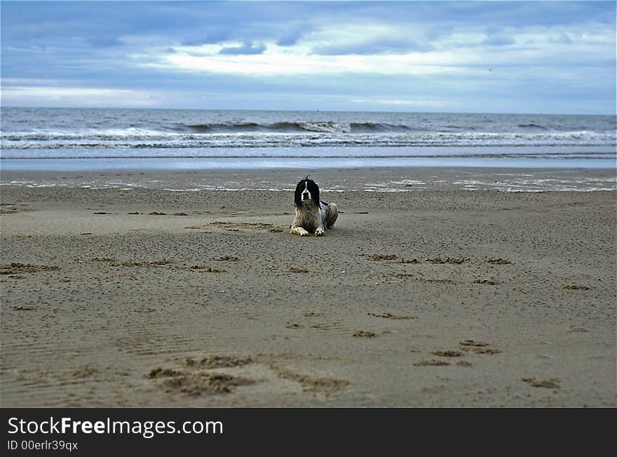 English springer spaniel having fun at the beach with the waves lapping onto the sand. English springer spaniel having fun at the beach with the waves lapping onto the sand.