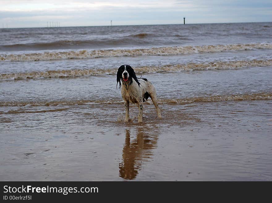 English springer spaniel having fun at the beach with the waves lapping onto the sand. English springer spaniel having fun at the beach with the waves lapping onto the sand.