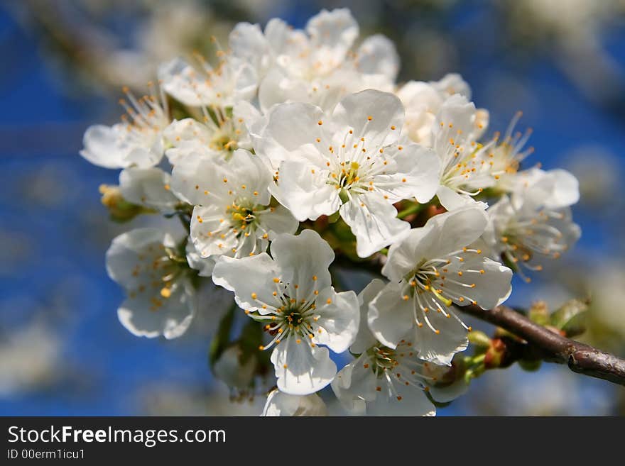 Whites head on cherry twig, blue background, macro. Whites head on cherry twig, blue background, macro