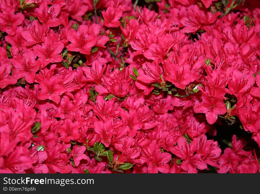 Pink Azalea