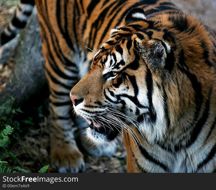 Close up of tiger peering off into distance. Close up of tiger peering off into distance.