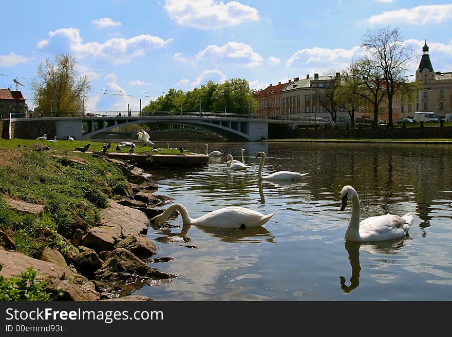 Swan on riverine