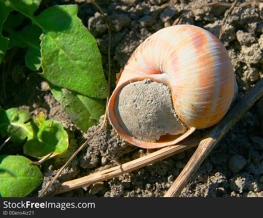 Snail shell closed entrance, underfoot beside green leaf, spring. Snail shell closed entrance, underfoot beside green leaf, spring