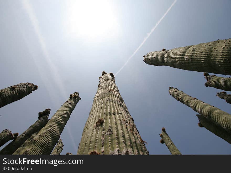 Soaring Cactus